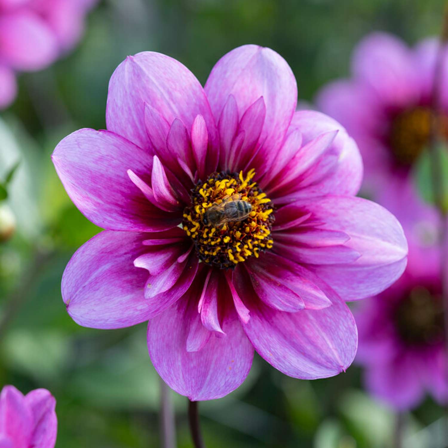 Dahlia 'Skyfall'